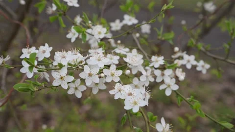 A blooming wild plum branch with white flowers swaying in the wind during spring Stock Footage 332078126
