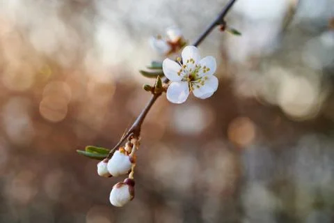 Blooming wild plums Stock Photos