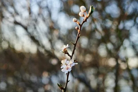 Blooming wild plums Stock Photos