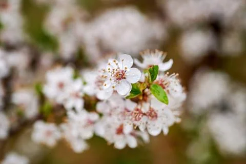 Blooming wild plums Stock Photos
