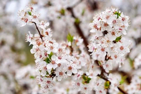 Blooming wild plums Stock Photos