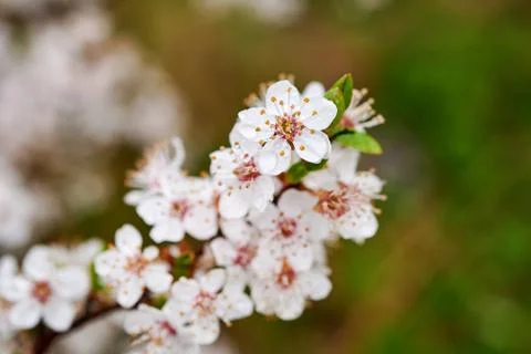 Blooming wild plums Stock Photos