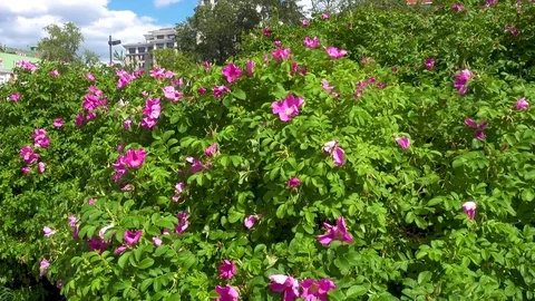 Blooming wild rose in the park Stock Footage 77212019