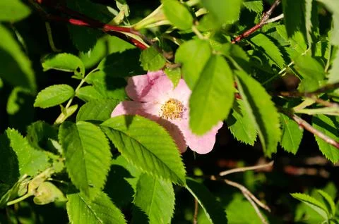 Blooming wild rose Stock Photos