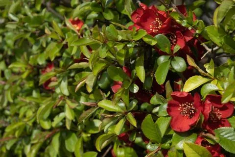 Blooming wild shrub with large red flowers and green leaves Stock Photos