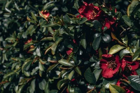 Blooming wild shrub with red flowers and dark green leaves Stock Photos