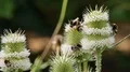 Blooming wild teasel flowers and bumble bee close up at sunny day 4k or 4k+ Resolution