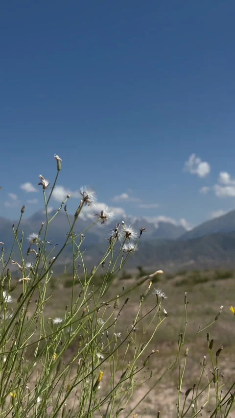 Blooming wildflowers against mountain range, Kyrgyzstan, 4K vertical Stock Footage 342028717