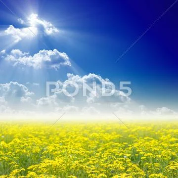 Blooming wildflowers field Stock Photos