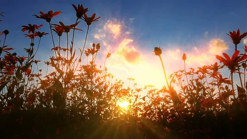 Blooming wildflowers at sunset Stock-Footage 117347068