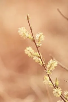 Blooming willow branch 写真素材