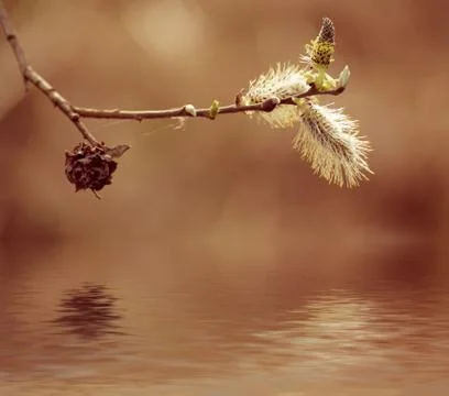 Blooming willow branch Foto stock