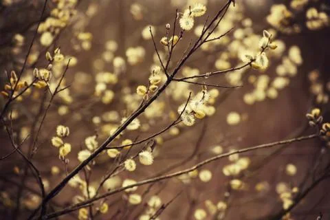 Blooming willow branch Stock-Fotos