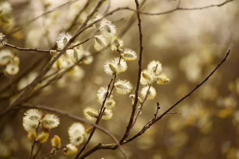 Blooming willow branch Stockfoto's