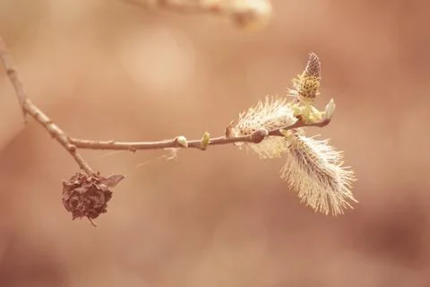 Blooming willow branch Stockfoto's