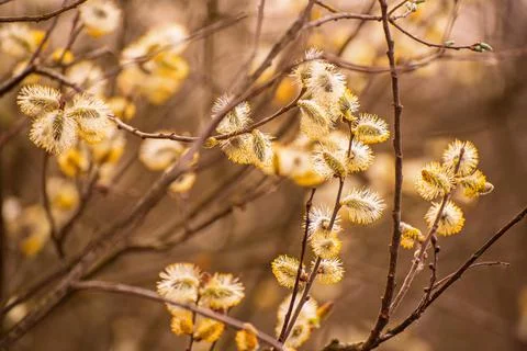 Blooming willow branch Foto stock