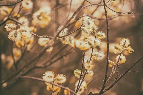 Blooming willow branch Foto stock