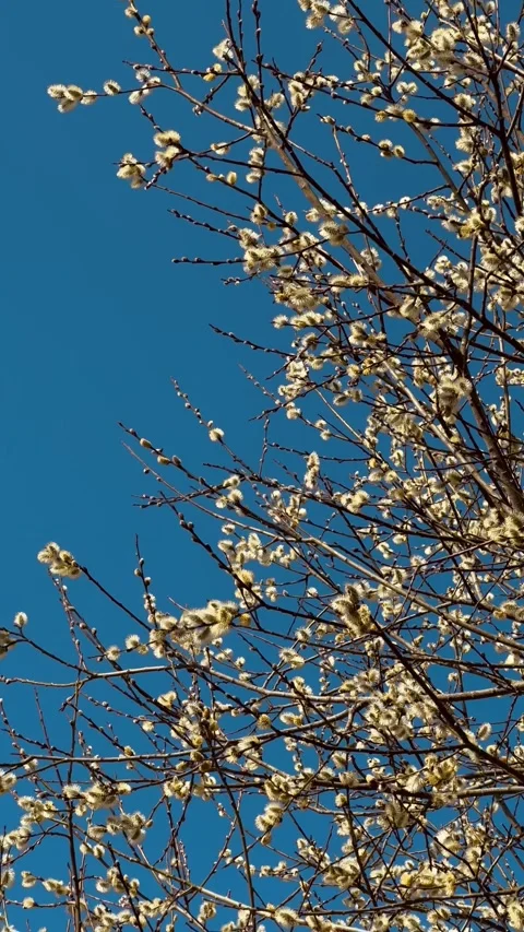 Blooming willow branches with fluffy catkins against clear blue spring sky Stock Footage 306959755