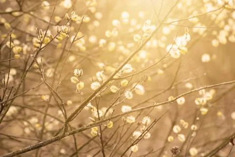 Blooming willow branches Foto stock