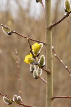 Blooming willow close-up. Background, texture of spring tree Stock Photos