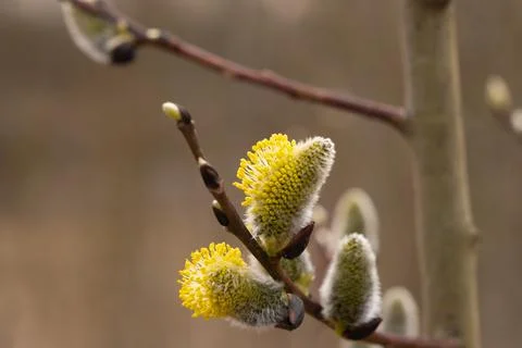 Blooming willow close-up. Background, texture of spring tree Stock Photos