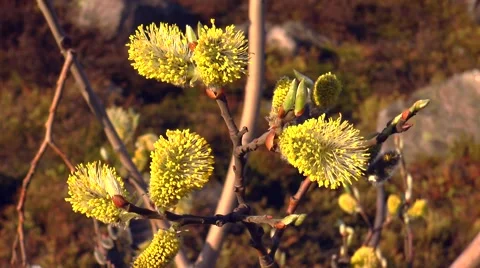 Blooming willow Stock Footage 57396013