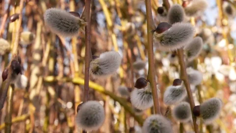 Blooming willow Video stock 126105307