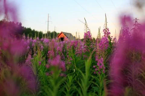 Blooming Willow herb Ivan tea fireweed Epilobium angustifolium background Stock Photos