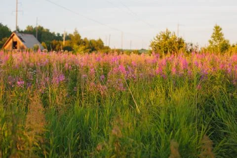 Blooming Willow herb Ivan tea fireweed Epilobium angustifolium background Stock Photos