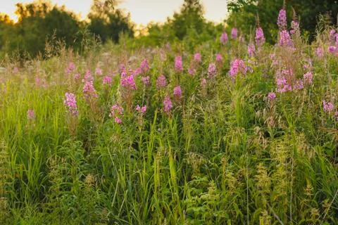 Blooming Willow herb Ivan tea fireweed Epilobium angustifolium background Stock Photos