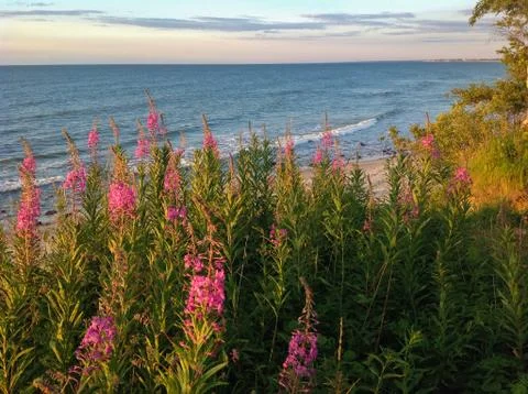 Blooming Willow herb Ivan tea at the baltic sea background Stock Photos