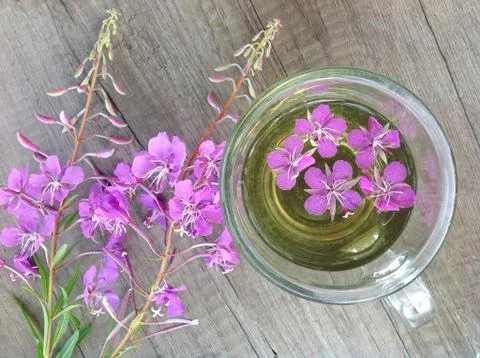 Blooming Willow herb Ivan tea at the baltic sea background Stock Photos