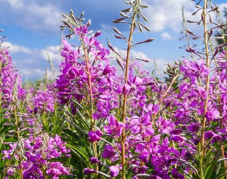 Blooming Willow herb Ivan tea fireweed Epilobium angustifolium Stock Photos