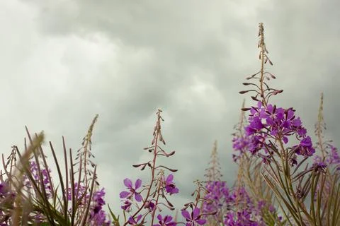 Blooming Willow herb, Ivan tea on blue sky. Willow-herb meadow. willow-herb t Stock Photos