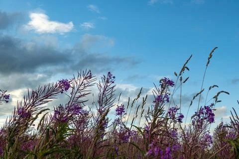 Blooming Willow herb, Ivan tea on blue sky. Willow-herb meadow. willow-herb tea, Stock Photos
