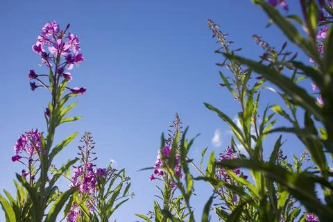 Blooming Willow herb, Ivan tea on blue sky. Willow-herb meadow. willow-herb tea, Stock Photos