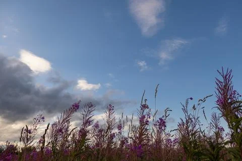 Blooming Willow herb, Ivan tea on blue sky. Willow-herb meadow. willow-herb tea, Stock Photos