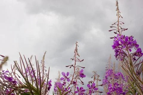 Blooming Willow herb, Ivan tea on blue sky. Willow-herb meadow. willow-herb t Stock Photos