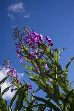 Blooming Willow herb, Ivan tea on blue sky. Willow-herb meadow. willow-herb t Stock Photos
