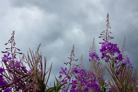 Blooming Willow herb, Ivan tea on blue sky. Willow-herb meadow. willow-herb t Stock Photos