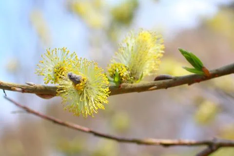 Blooming willow Stock Photos