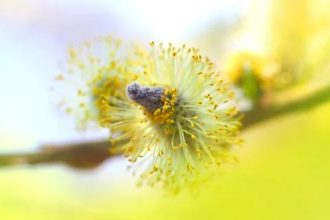 Blooming willow Stock Photos