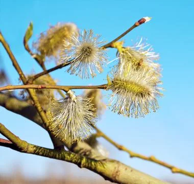 Blooming willow Foto stock