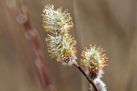 Blooming willow Stock Photos