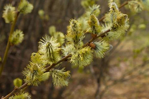 Blooming willow with pollen.Willow against the background of grass. Stock Photos