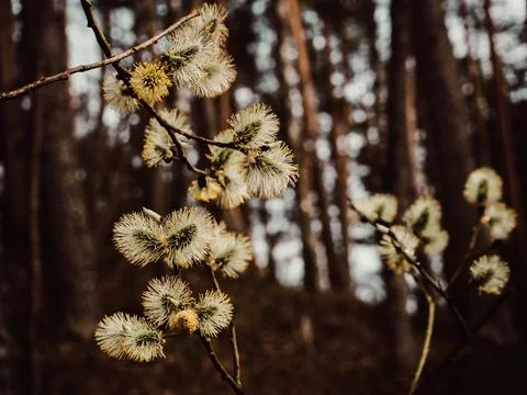 Blooming willow in the spring in the forest Stock Photos