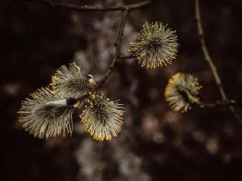 Blooming willow in the spring in the forest Stock Photos