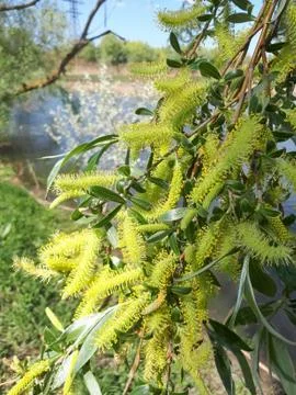 Blooming willow, spring willow twigs. tree is blooming. Stock Photos