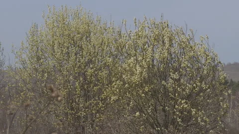 Blooming willow springtime. Stock Footage 89152365