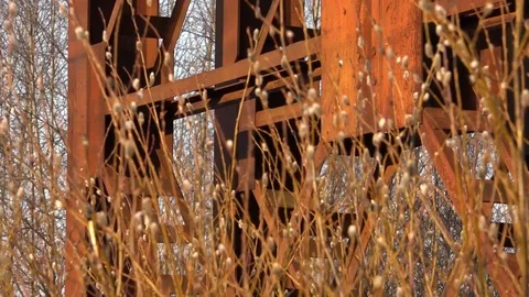 Blooming willow sways in the wind against a rusty bridge. Easter willow. Russia Stock Footage 128079674